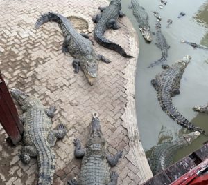 タイランド　バンコク　動物に触れ合えるおすすめスポット！